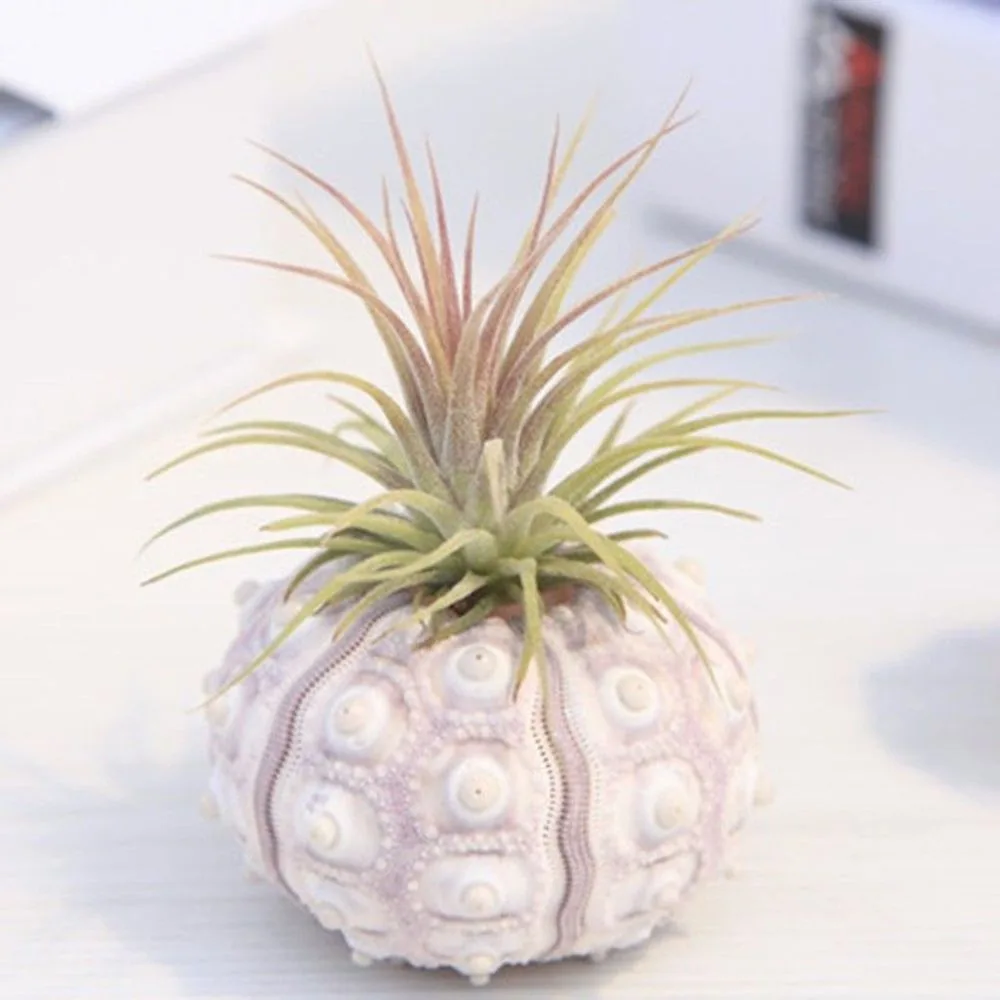 Multi-Face Succulent Planter Vase Small Face Planter Head Face Vase Home Decoration Succulent Cactus Indoor Plant Pot