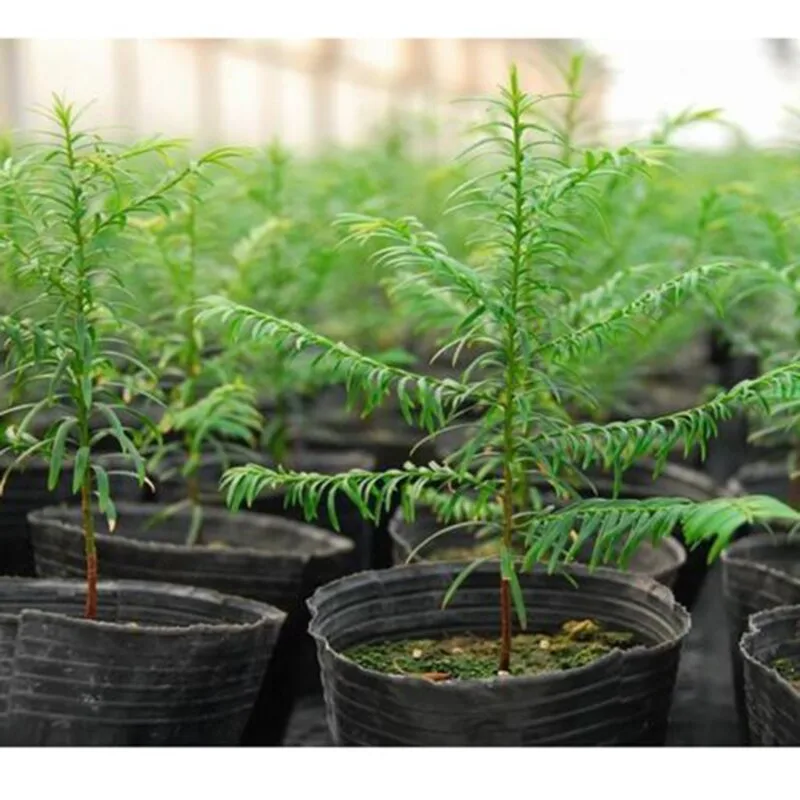 100Pcs Seedling Plants Nursery Bags Organic Biodegradable Grow Bags Fabric Eco-friendly Ventilate Growing Planting Bags 100Pcs Seedling Plants Nursery Bags Organic Biodegradable Grow Bags Fabric Eco-friendly Ventilate Growing Planting Bags