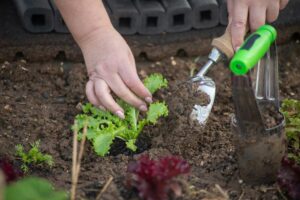 pexels-kampus-production-7658774 Woman holding a trowel and planting a lettuce