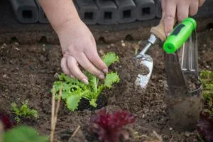 Woman holding a trowel and planting a lettuce