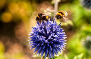 pexels-michael-hodgins-553251 Bumblebees on a blue flower