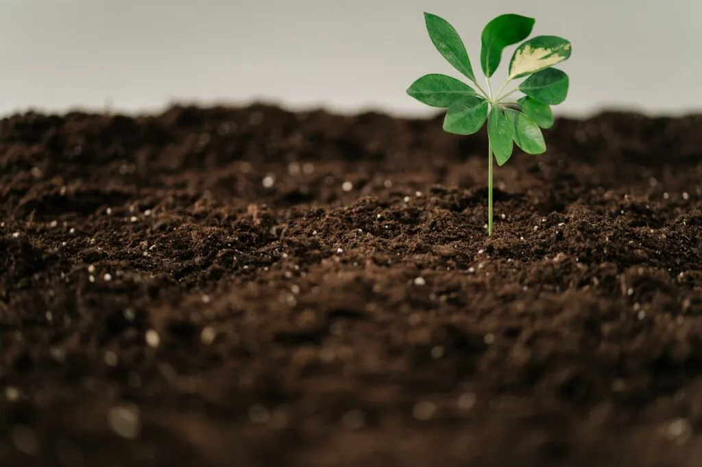 The Benefits of Companion Planting_ How to Maximize Your Garden's Potential (3) Green plant in brown soil.